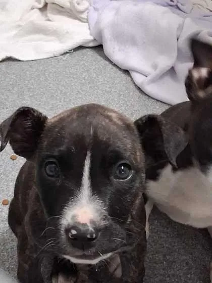 A baby small-sized male Mixed Breed dog named Todd`s Bistro for adoption in Sevierville, TN