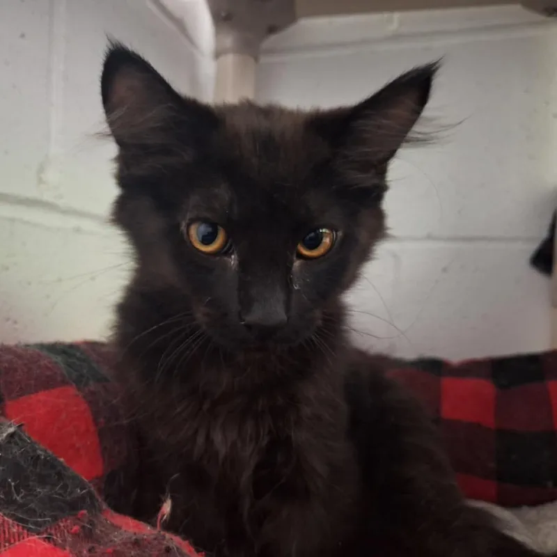 A young small-sized male Black Domestic Long Hair cat named Figaro for adoption in Albert Lea, MN