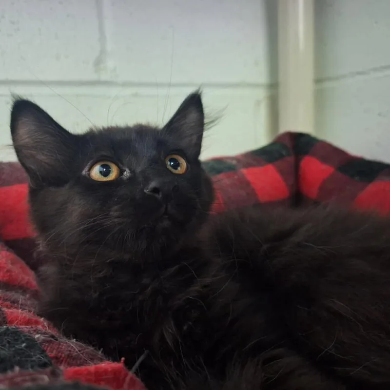 Figaro thumbnail 2