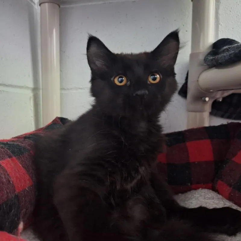 Figaro thumbnail 3