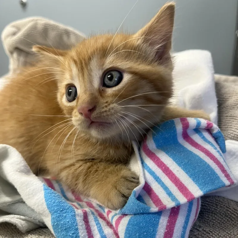 A baby small-sized male Orange / Red Domestic Short Hair cat named Baby Milo for adoption in Oak Park, IL