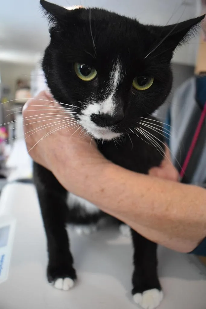 A young medium-sized female Domestic Short Hair cat named Precious for adoption in Pahrump, NV