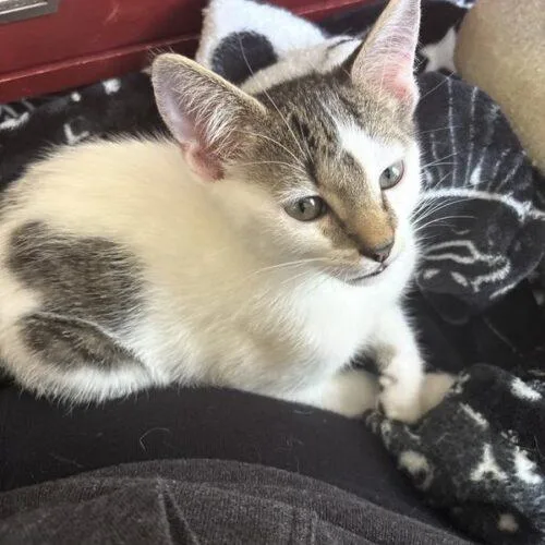 A baby small-sized male Domestic Short Hair cat named Dumpling for adoption in Tampa, FL