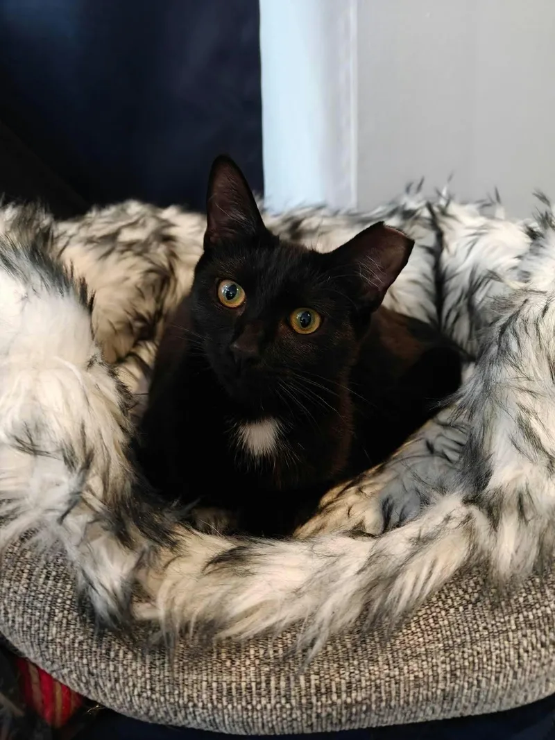 A young medium-sized female Black Domestic Short Hair cat named Francine for adoption in Fredericksburg, VA