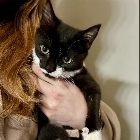 A young medium-sized female Black & White / Tuxedo Domestic Short Hair cat named Paloma for adoption in SNOW HILL, NC