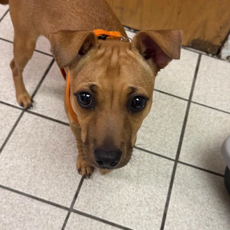 An adult small-sized male Yellow / Tan / Blond / Fawn Mixed Breed dog named Maximus for adoption in Charleston, WV