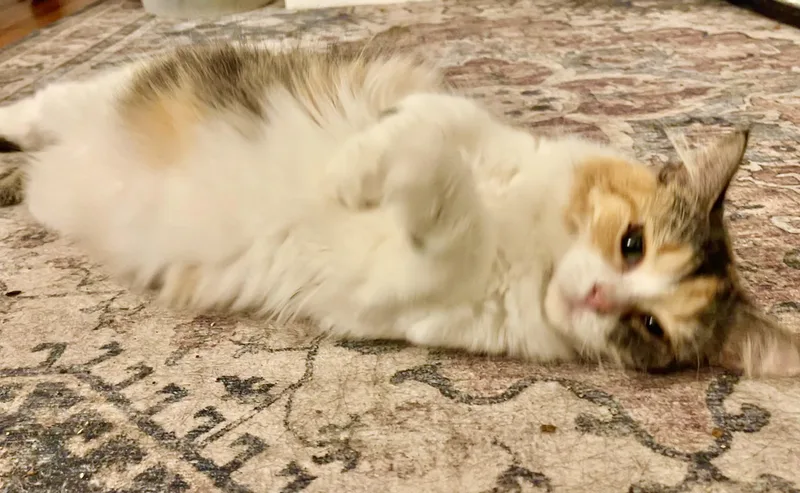 A young medium-sized female Calico cat named Callie for adoption in Davison, MI