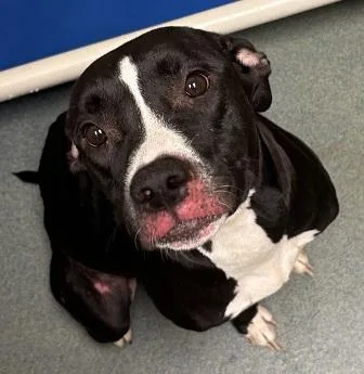 An adult medium-sized female Black Labrador Retriever dog named Ruby for adoption in Triadelphia, WV