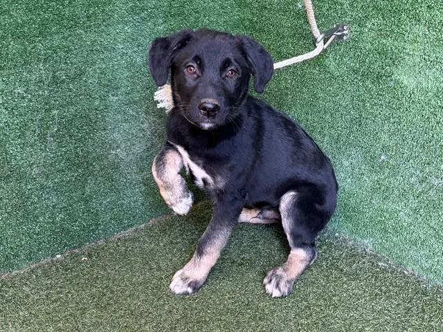 A baby small-sized male German Shepherd Dog dog named Luke for adoption in Lancaster, CA