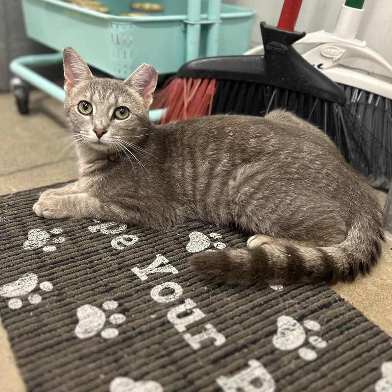 A baby medium-sized female Tabby (Gray / Blue / Silver) Domestic Short Hair cat named Sophia for adoption in Columbus , OH
