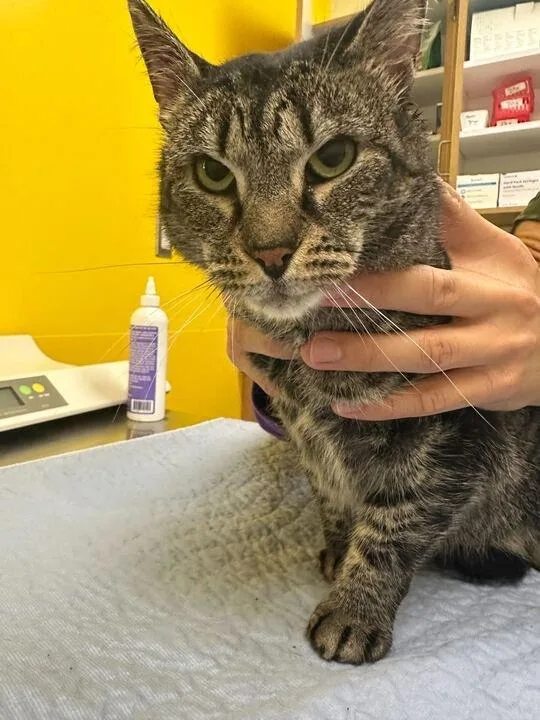 An adult small-sized male Tabby (Brown / Chocolate) Domestic Short Hair cat named Fiyero for adoption in Raleigh, NC
