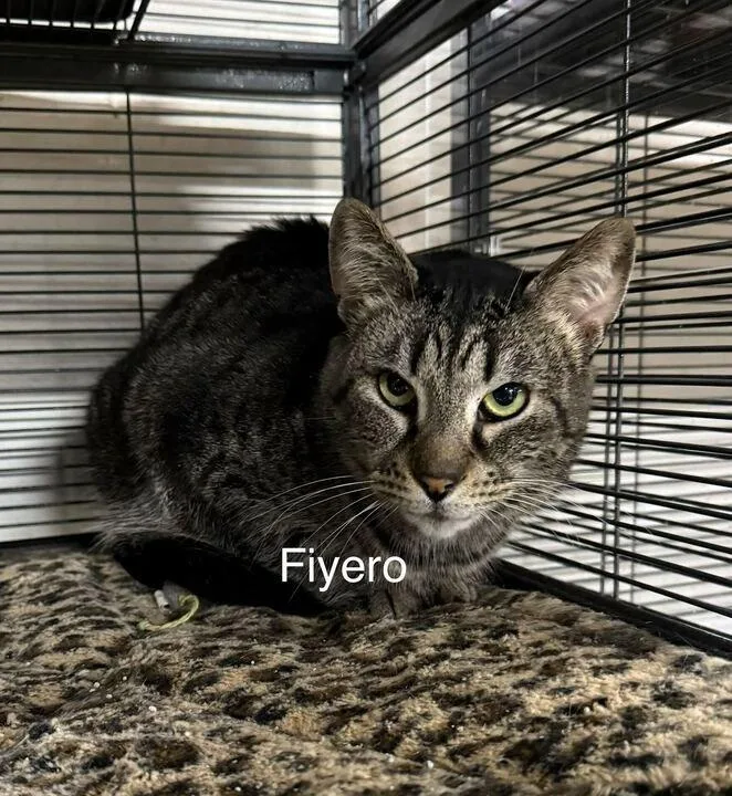 Fiyero thumbnail 3