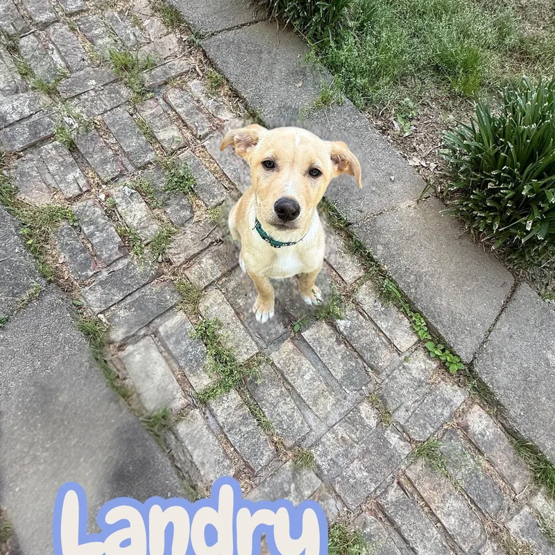 A baby medium-sized male White / Cream Labrador Retriever dog named Landry for adoption in Hatfield, PA