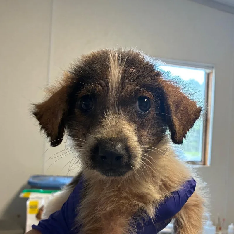 A baby medium-sized female Yellow / Tan / Blond / Fawn Collie dog named The Actor for adoption in Hattiesburg, MS