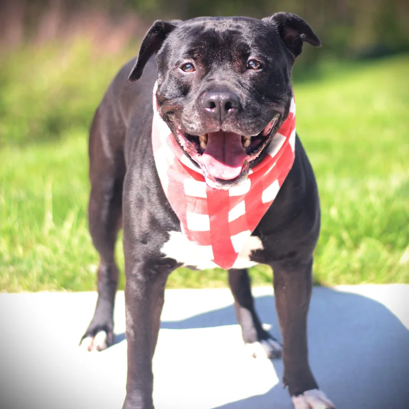 An adult medium-sized male Black Terrier dog named Bentley for adoption in Amsterdam, NY