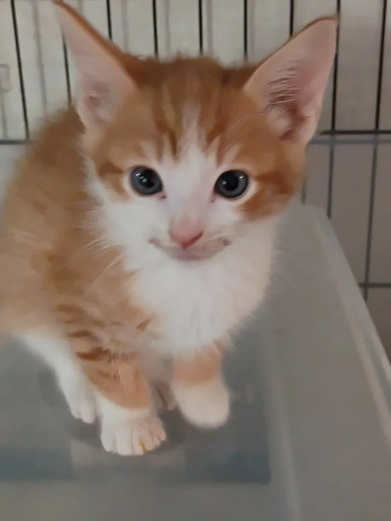 A baby small-sized male Domestic Short Hair cat named Copper for adoption in LIberty, NY