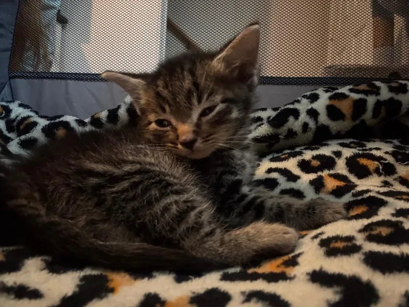 A baby medium-sized male Domestic Short Hair cat named Ricky for adoption in Johnson City, TN