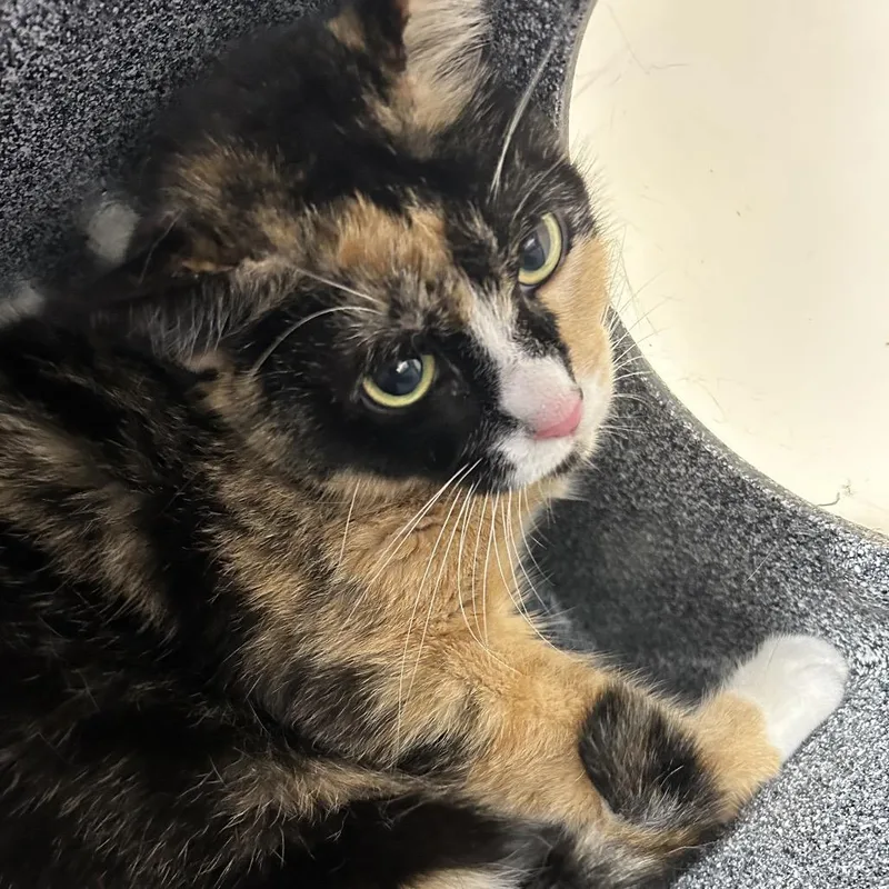 An adult large-sized female Domestic Short Hair cat named Lulu for adoption in Newark, NJ