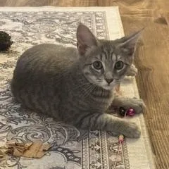 A baby large-sized male Tabby (Gray / Blue / Silver) Domestic Short Hair cat named Mickey for adoption in Lemoyne, PA