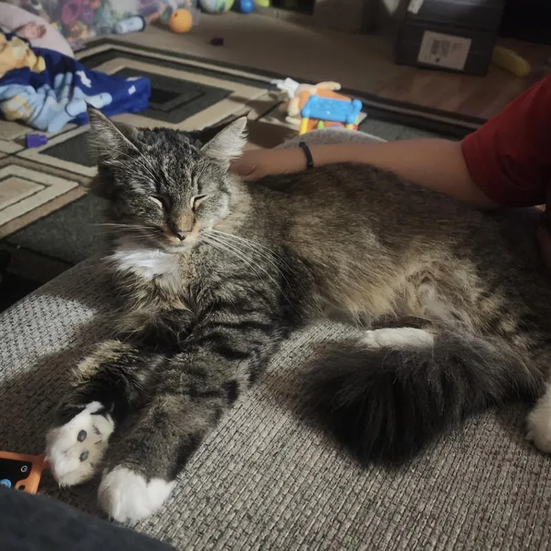 An adult small-sized female Brown / Chocolate Domestic Medium Hair cat named Mia Bonded with for adoption in Bristol, IN
