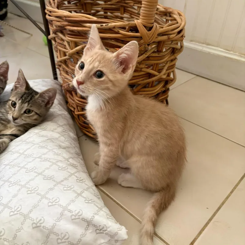 A baby small-sized male Orange & White Domestic Short Hair cat named Benji for adoption in Boca Raton, FL