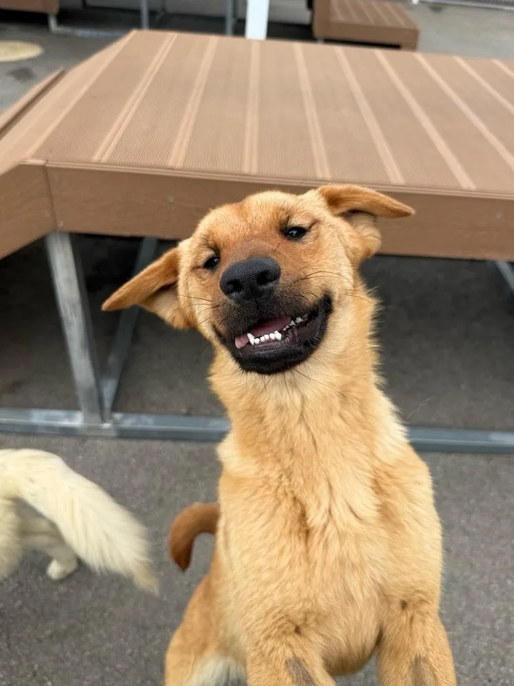 A baby medium-sized male Jindo dog named Pureum for adoption in Long Island City, NY