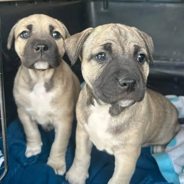 A baby large-sized female Apricot / Beige Pit Bull Terrier dog named Cream for adoption in Detroit, MI