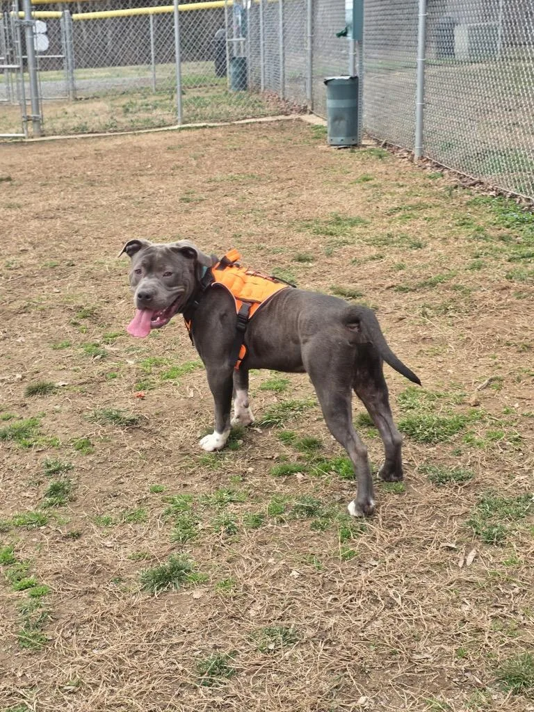 A young medium-sized male Mixed Breed dog named Brutus for adoption in Mineral, VA