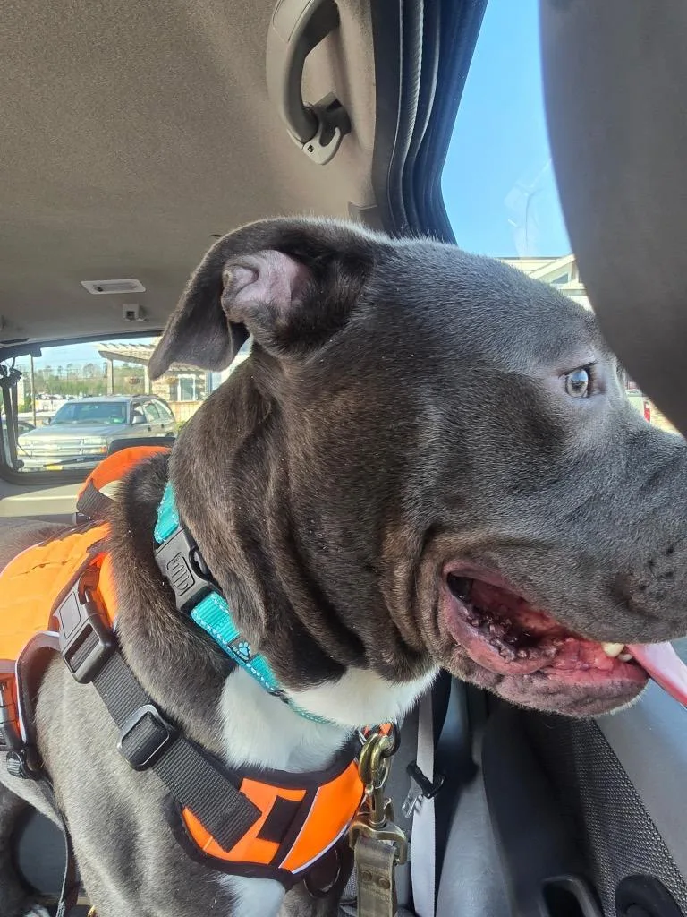 Brutus thumbnail 5