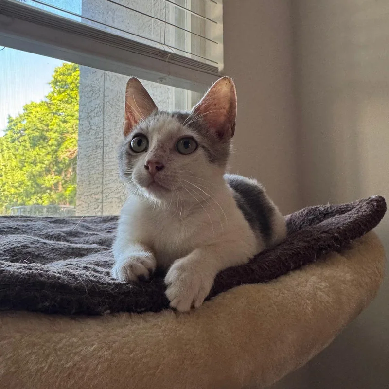 A baby medium-sized male Domestic Short Hair cat named Forest for adoption in Sunrise, FL