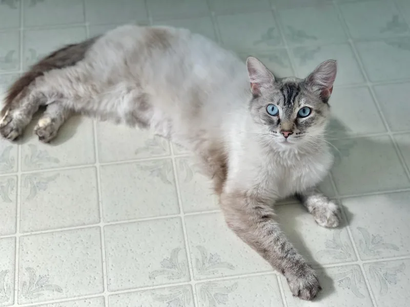 A young medium-sized female Buff & White Siamese cat named Duchess for adoption in Escalon, CA
