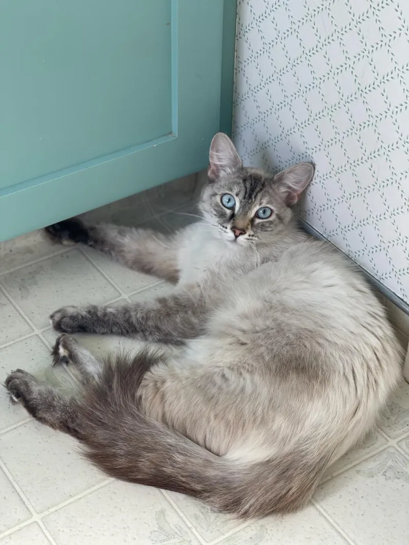 Duchess thumbnail 2