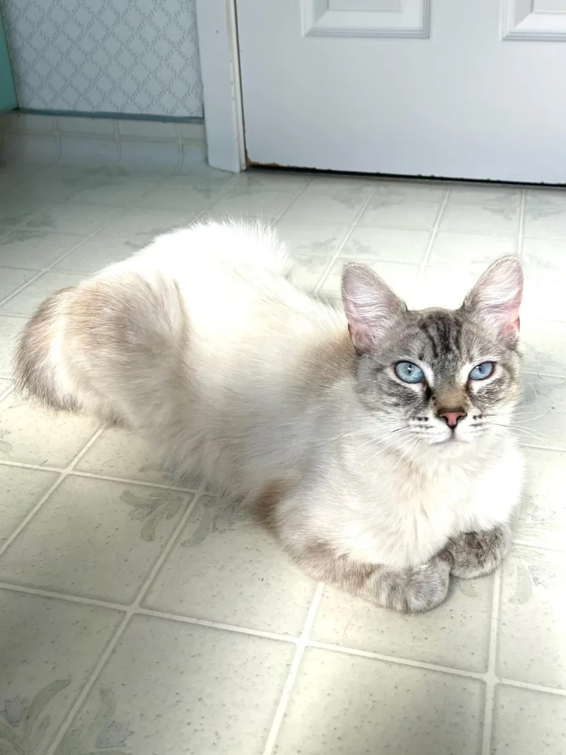 Duchess thumbnail 3