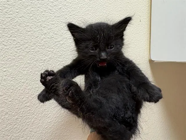 A baby small-sized male Domestic Short Hair cat named Huey for adoption in Fairfield, CA