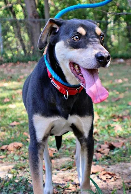 An adult large-sized male Husky dog named Chase for adoption in Morton Grove, IL