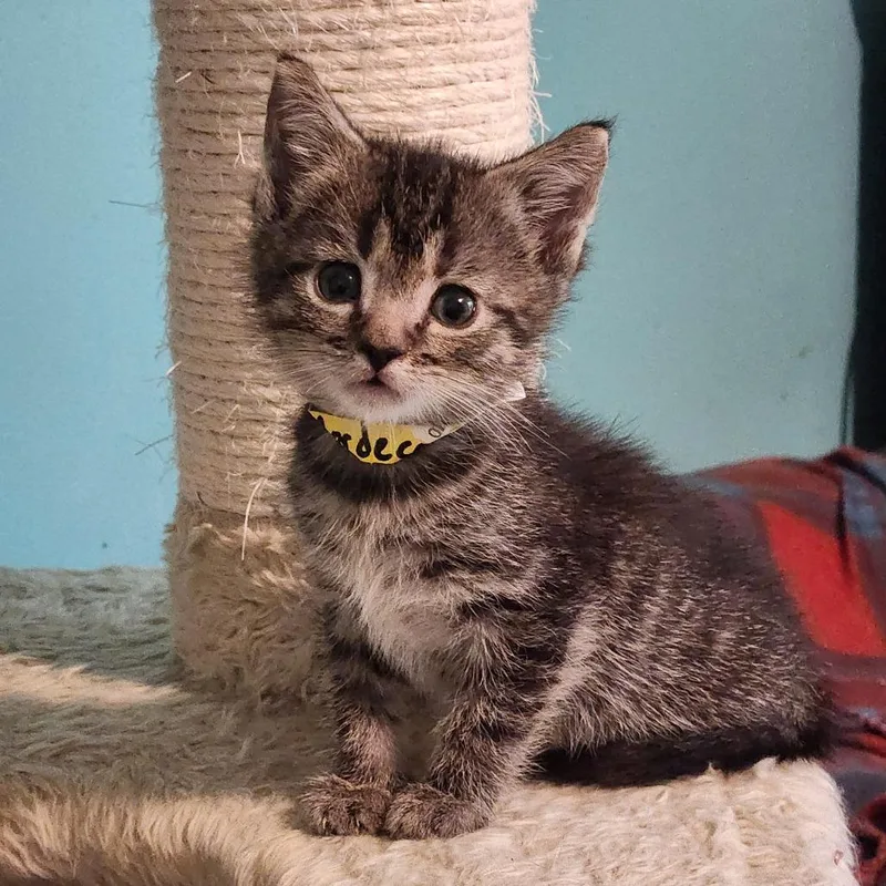 A baby small-sized male Gray / Blue / Silver Domestic Short Hair cat named Mordecai for adoption in Fairfax Station, VA