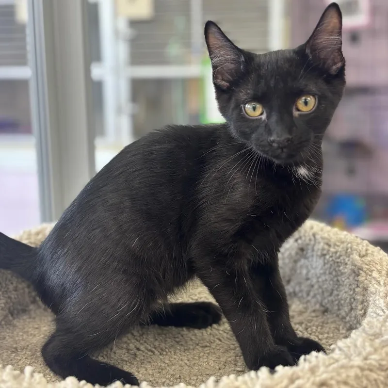 A young medium-sized male Black Domestic Short Hair cat named Grover for adoption in Marshalltown, IA