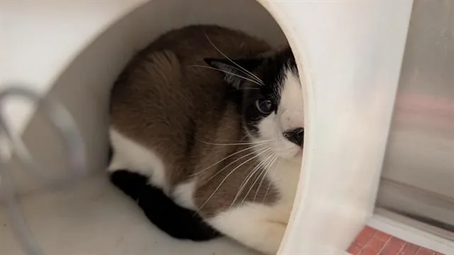 Mocha