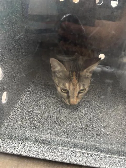 A young medium-sized female Domestic Short Hair cat named Daisy for adoption in Dallas, TX