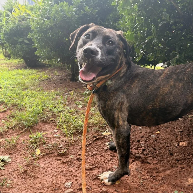 An adult medium-sized female Brown / Chocolate Pit Bull Terrier dog named Gamora for adoption in Lynchburg, VA