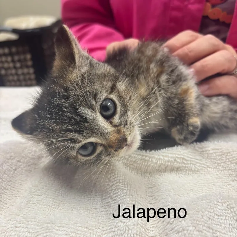 A baby small-sized female Torbie Domestic Short Hair cat named Jalapeno for adoption in Milan, IL