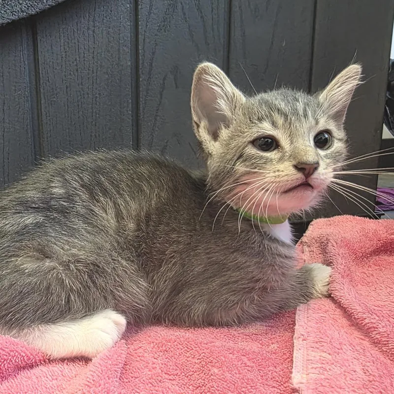 A baby small-sized male Gray / Blue / Silver Domestic Short Hair cat named Low Toner for adoption in Fort Wayne, IN