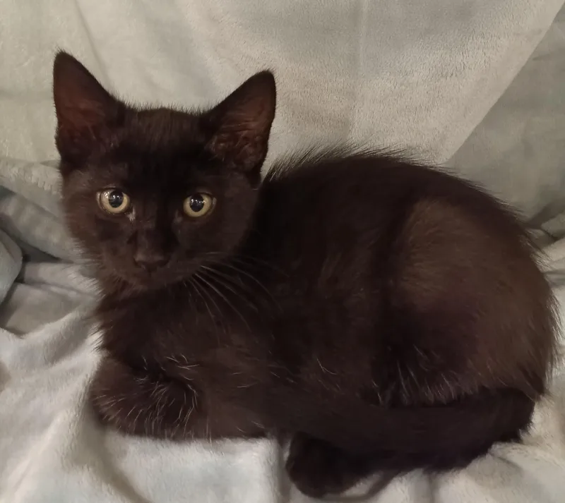 A baby small-sized male Black & White / Tuxedo Domestic Short Hair cat named Arthur for adoption in Yorba Linda, CA