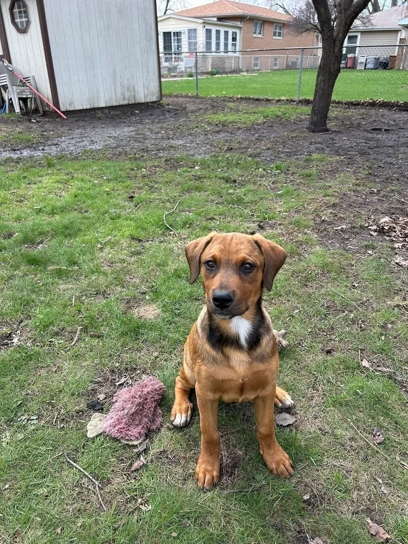 A baby extra large-sized male Red / Chestnut / Orange Mastiff dog named Leland for adoption in Palos Heights, IL
