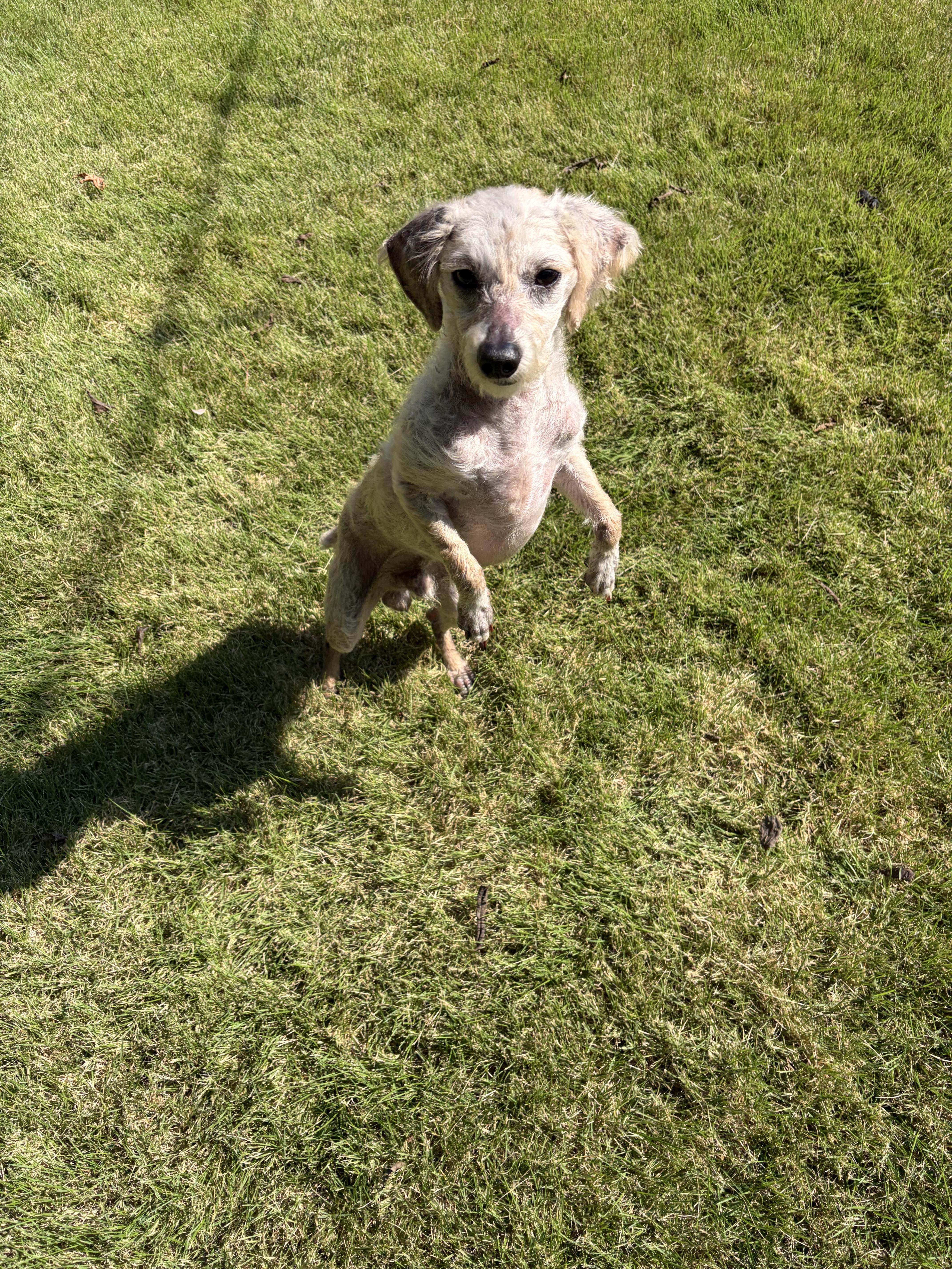 An adult small-sized male Miniature Poodle dog named Mickey for adoption in Hillsborough, NC