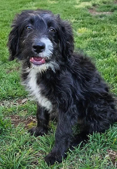 An adult medium-sized male Australian Shepherd dog named Rooney for adoption in Franklin, TN