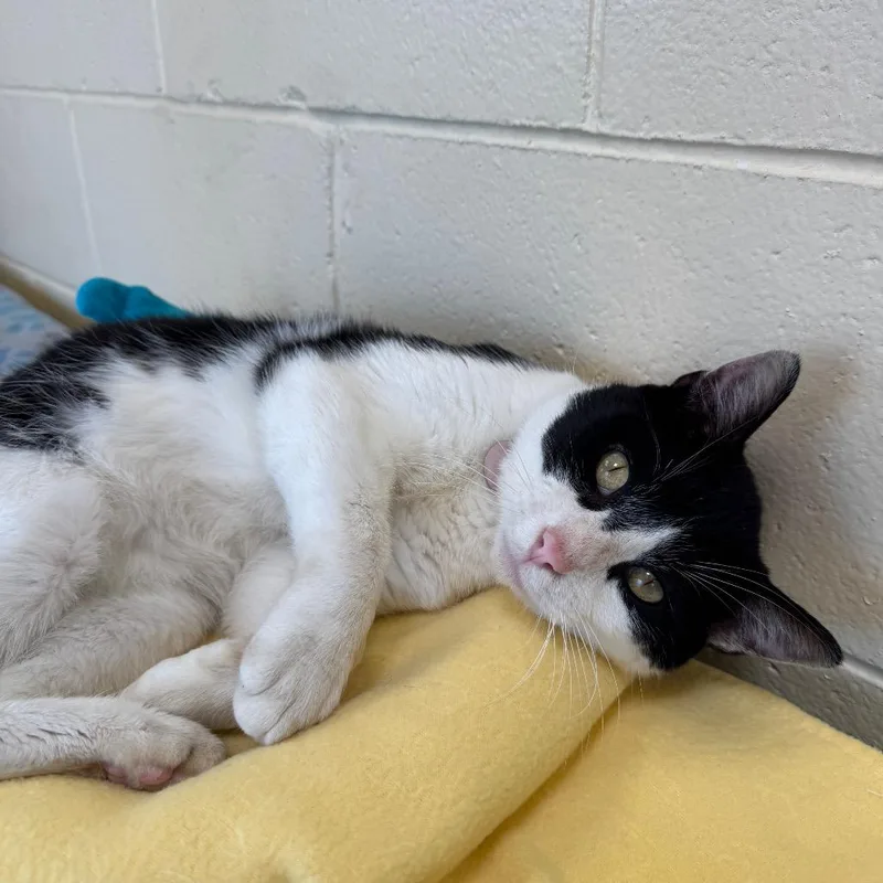 An adult small-sized male Black Domestic Short Hair cat named Burt for adoption in Waukesha, WI