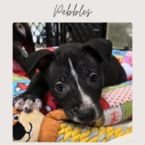 Pebbles