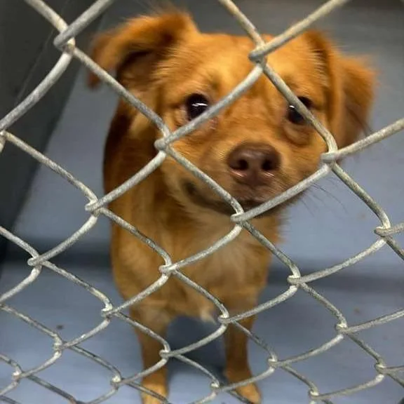 A young small-sized male Yellow / Tan / Blond / Fawn Mixed Breed dog named Mutt Damon for adoption in Gadsden, AL