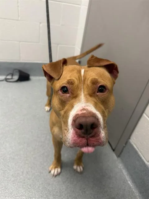 An adult medium-sized female Pit Bull Terrier dog named Sasha for adoption in Indianapolis, IN